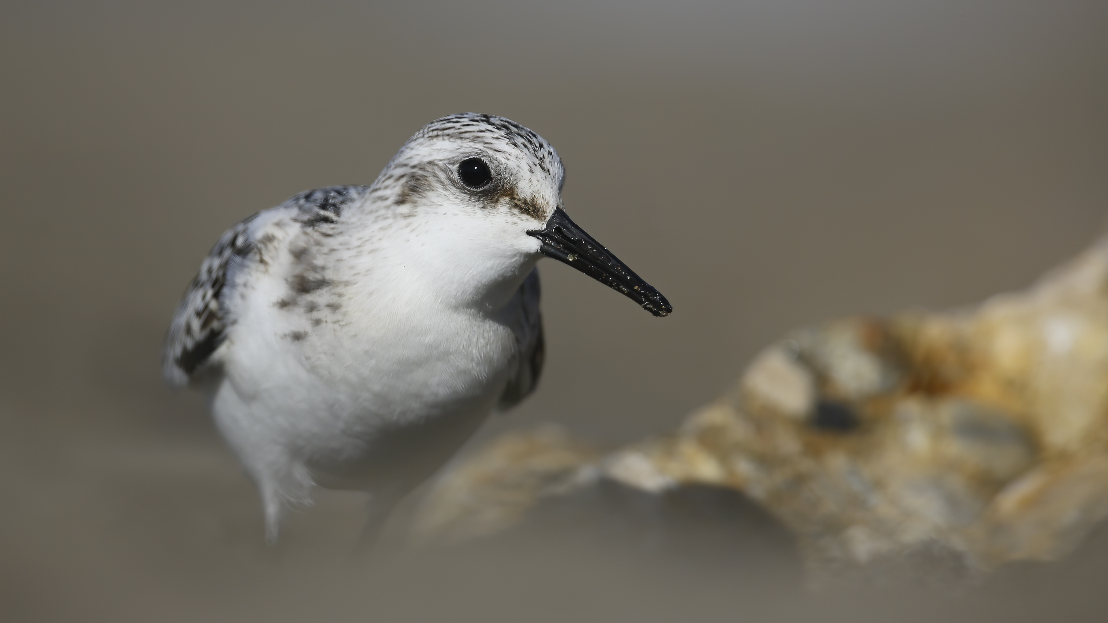 Sanderling